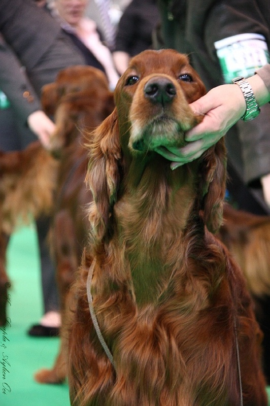 Crufts2011 564.jpg - ASCII